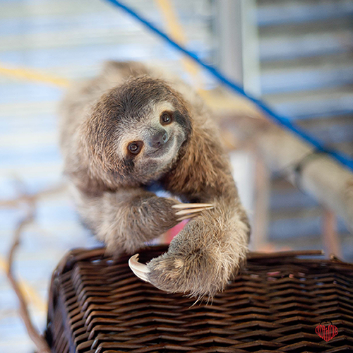 Three-toed sloth