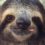 International Sloth Day is October 22, 2017