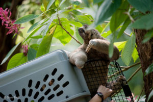 gilbert being released after exam-collaring