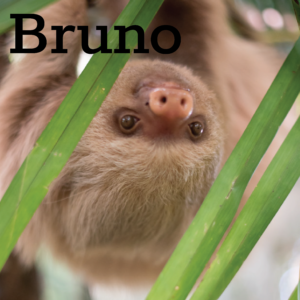 Bruno (Released)