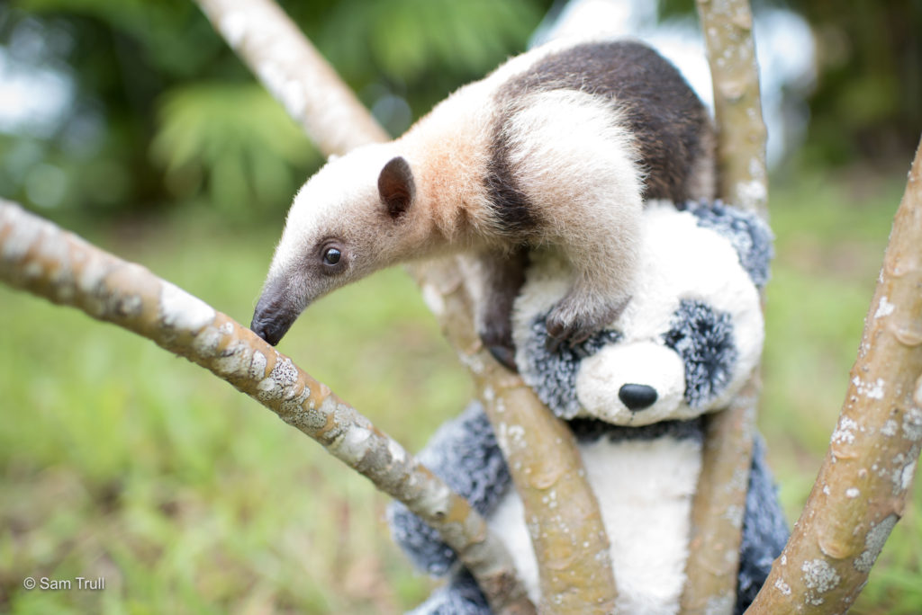 Schumer the anteater sitting in a tree