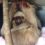 Slash the two-fingered Sloth