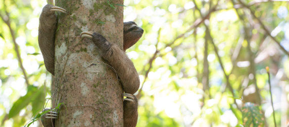 Alan the sloth holding onto a tree