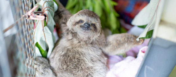 Charlie the three fingered sloth climbing
