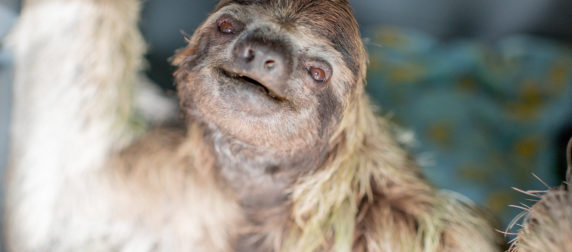 Mildred the three-fingered sloth