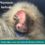 Update on rescued sloths Phantom and Britney!